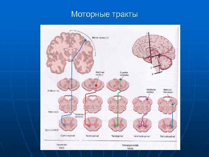 Моторные тракты 