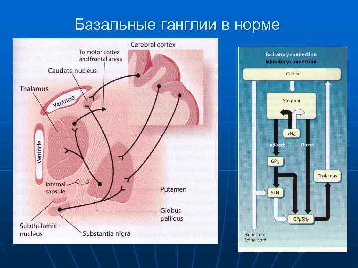 Базальные ганглии в норме 