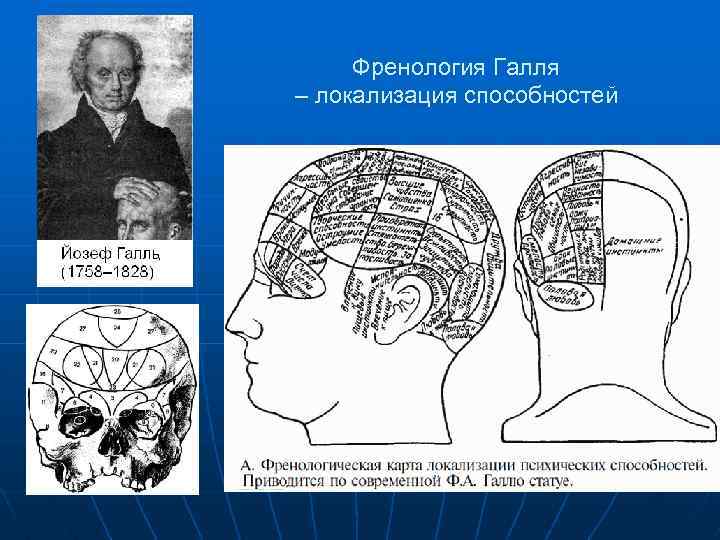 Френология Галля – локализация способностей 