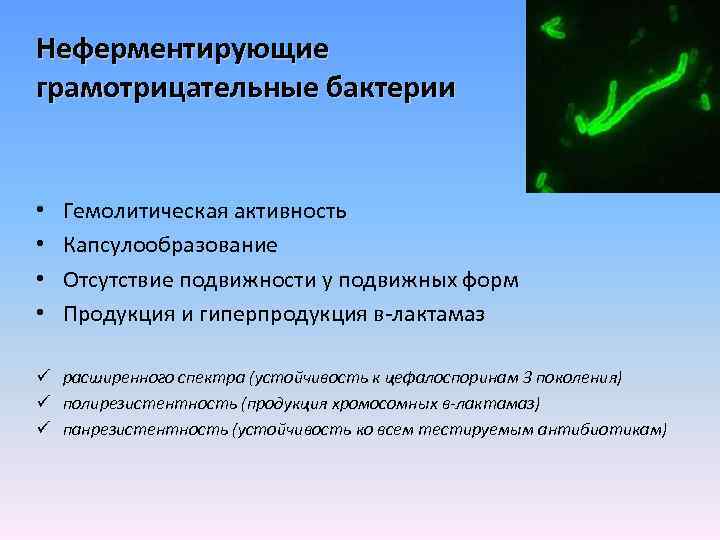 Неферментирующие грамотрицательные бактерии • • Гемолитическая активность Капсулообразование Отсутствие подвижности у подвижных форм Продукция