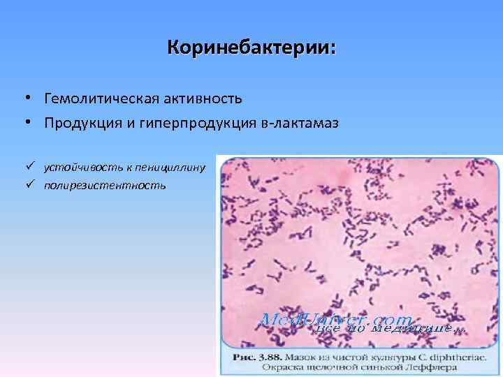 Коринебактерии: • Гемолитическая активность • Продукция и гиперпродукция в-лактамаз ü устойчивость к пенициллину ü