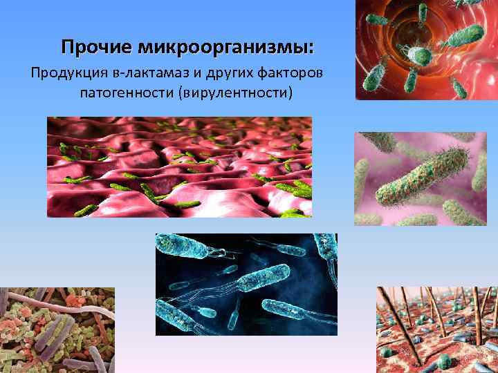 Прочие микроорганизмы: Продукция в-лактамаз и других факторов патогенности (вирулентности) 