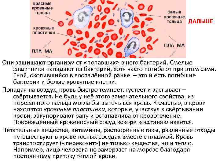 ДАЛЬШЕ Они защищают организм от «попавших» в него бактерий. Смелые защитники нападают на бактерий,