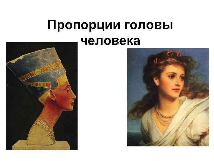 Пропорции головы человека 