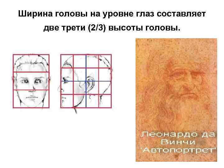 Что такое 7 головы. Анфас и профиль. Типы головы сбоку. Голова человека. Голова вид сбоку.