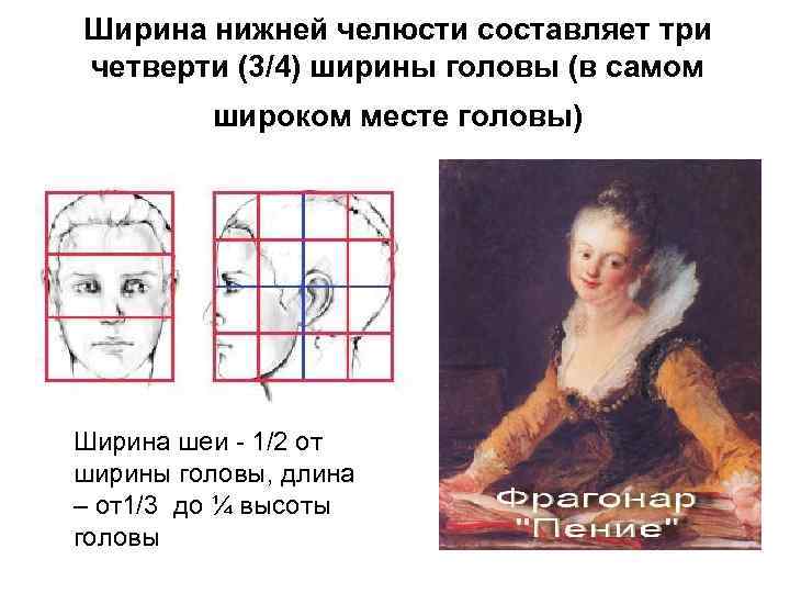Ширина нижней челюсти составляет три четверти (3/4) ширины головы (в самом широком месте головы)