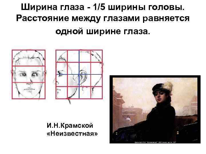 Ширина глаза - 1/5 ширины головы. Расстояние между глазами равняется одной ширине глаза. И.