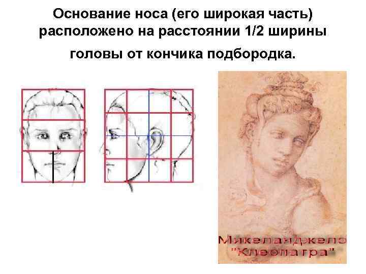 Основание носа (его широкая часть) расположено на расстоянии 1/2 ширины головы от кончика подбородка.
