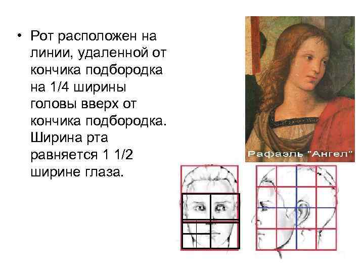  • Рот расположен на линии, удаленной от кончика подбородка на 1/4 ширины головы