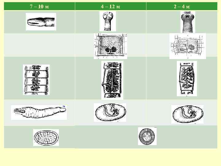 7 – 10 м 4 – 12 м 2– 4 м 