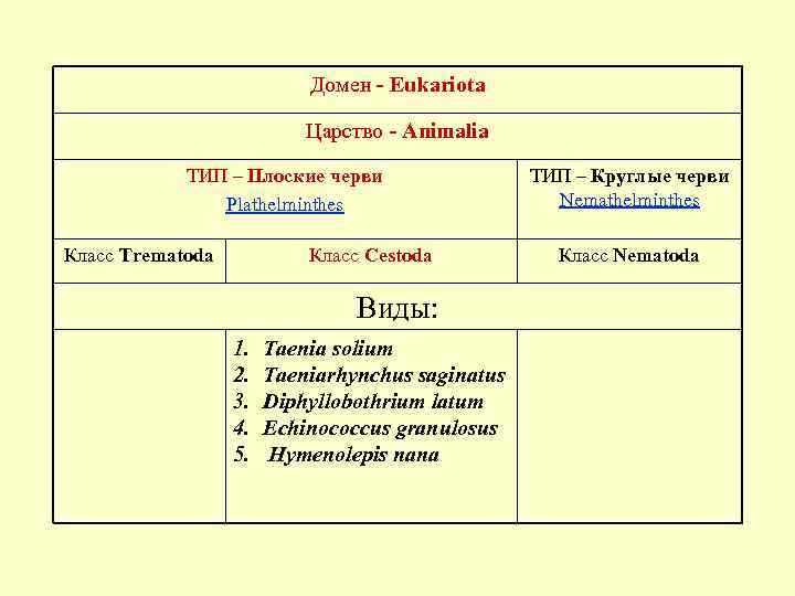 Домен - Eukariota Царство - Animalia ТИП – Плоские черви Plathelminthes Класс Trematoda Класс