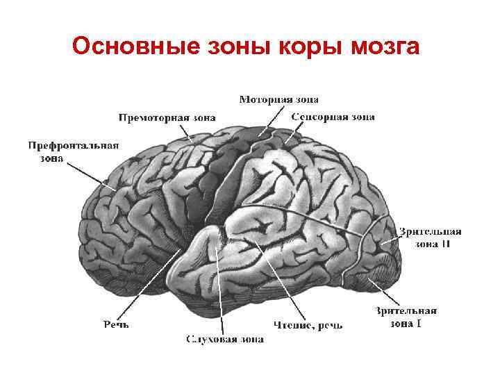 Функциональные зоны мозга. Премоторные зоны коры головного мозга. Слуховая зона коры головного мозга. Слуховая зона коры головного мозга расположена в.