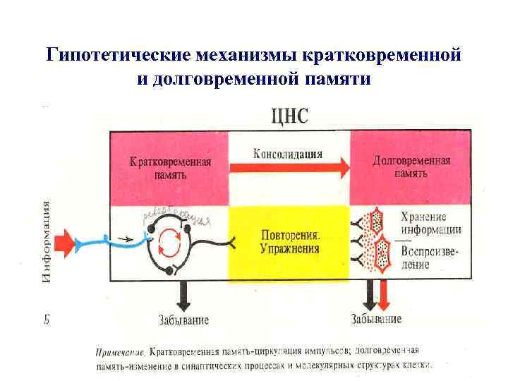 Длительность сохранения информации и емкость долговременной памяти не зависят от важности материала