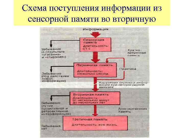 Схема поступления информации из сенсорной памяти во вторичную 