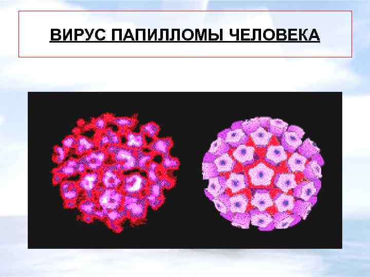 ВИРУС ПАПИЛЛОМЫ ЧЕЛОВЕКА 