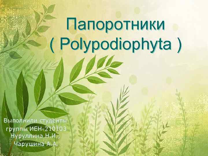 Папоротники ( Polypodiophyta ) Выполнили студенты группы ИЕН-210103 Нуруллина Н. И. , Чарушина А.