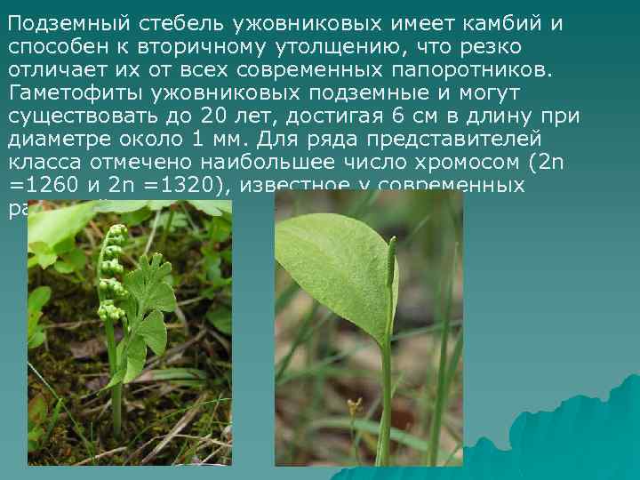 Подземный стебель ужовниковых имеет камбий и способен к вторичному утолщению, что резко отличает их