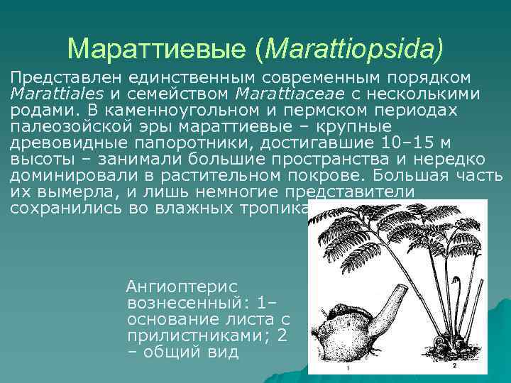 Мараттиевые (Marattiopsida) Представлен единственным современным порядком Marattiales и семейством Marattiaceae с несколькими родами. В