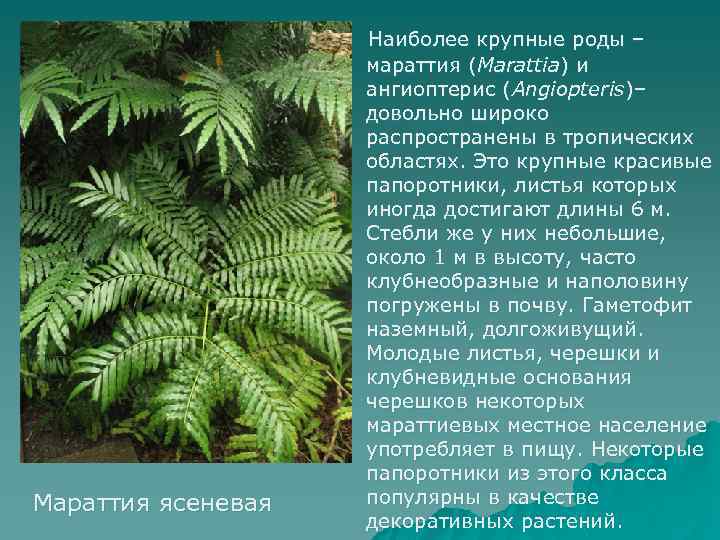 Мараттия ясеневая Наиболее крупные роды – мараттия (Marattia) и ангиоптерис (Angiopteris)– довольно широко распространены