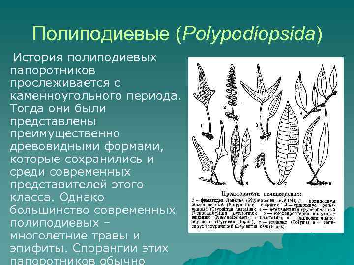 Полиподиевые (Polypodiopsida) История полиподиевых папоротников прослеживается с каменноугольного периода. Тогда они были представлены преимущественно