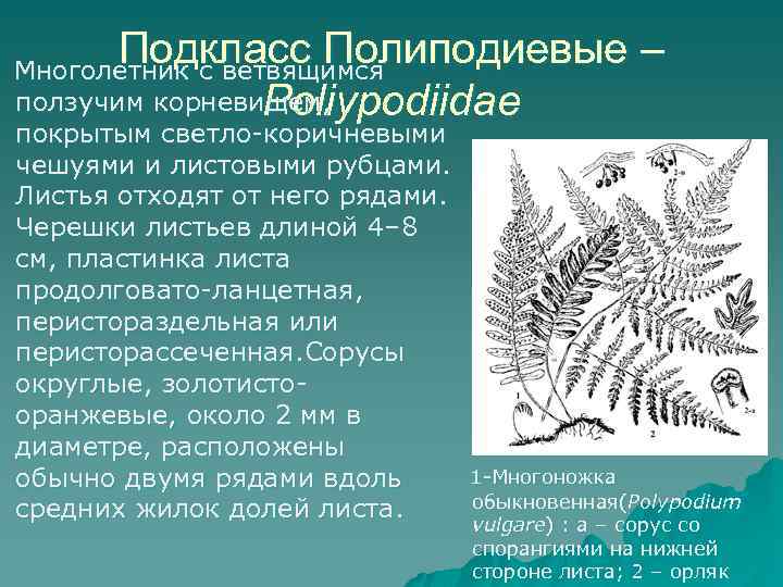 Подкласс Полиподиевые – Многолетник с ветвящимся ползучим корневищем, Poliypodiidae покрытым светло-коричневыми чешуями и листовыми