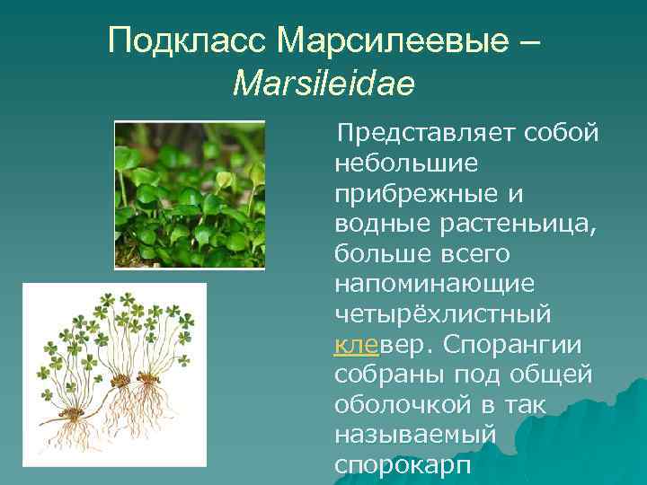 Подкласс Марсилеевые – Marsileidae Представляет собой небольшие прибрежные и водные растеньица, больше всего напоминающие