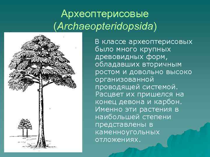 Археоптерисовые (Archaeopteridopsida) В классе археоптерисовых было много крупных древовидных форм, обладавших вторичным ростом и