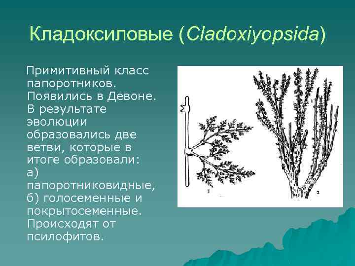 Псилофиты покрытосеменные. Кладоксиловые папоротники. Кладоксилеевые. Кладоксилеевые (Cladoxylopsida). Cladoxylopsida вымершие растения.