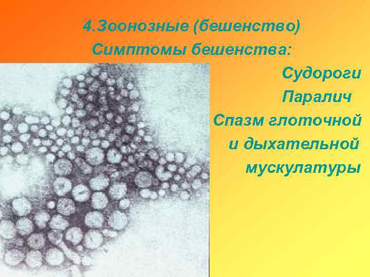 4. Зоонозные (бешенство) Симптомы бешенства: Судороги Паралич Спазм глоточной и дыхательной мускулатуры 
