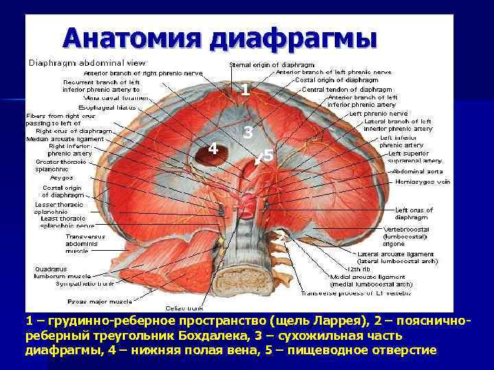 Диафрагма картинки анатомия