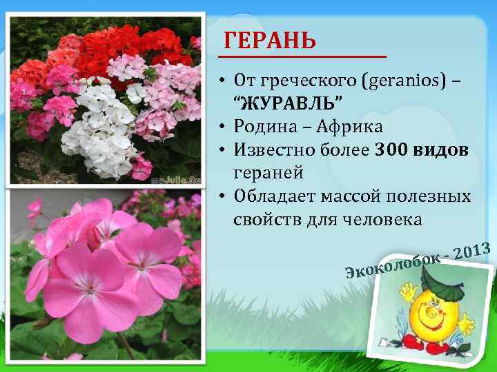 ГЕРАНЬ • От греческого (geranios) – “ЖУРАВЛЬ” • Родина – Африка • Известно более