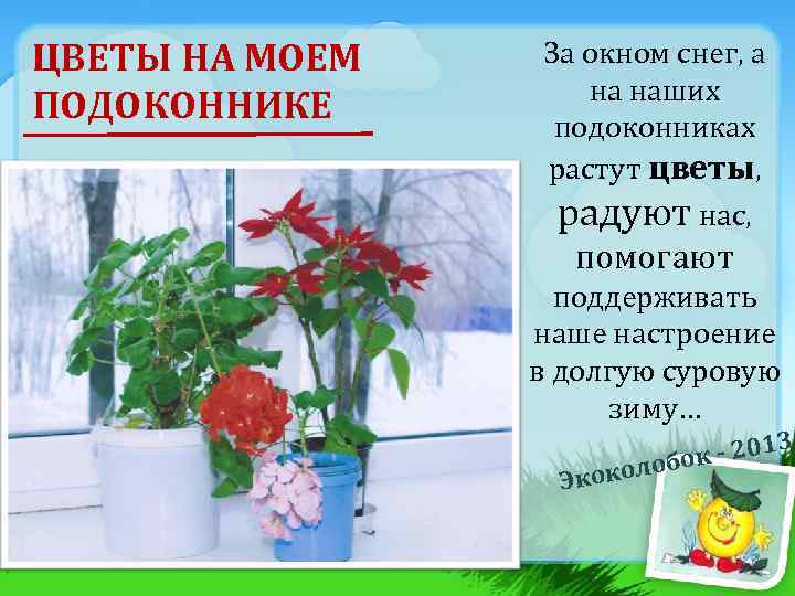 ЦВЕТЫ НА МОЕМ ПОДОКОННИКЕ За окном снег, а на наших подоконниках растут цветы, радуют