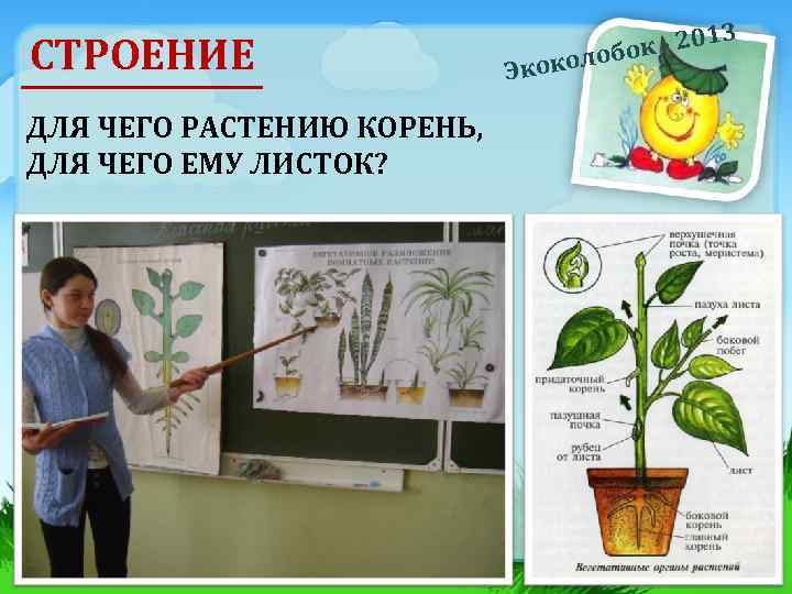 СТРОЕНИЕ ДЛЯ ЧЕГО РАСТЕНИЮ КОРЕНЬ, ДЛЯ ЧЕГО ЕМУ ЛИСТОК? 3 Экоко 01 бок -