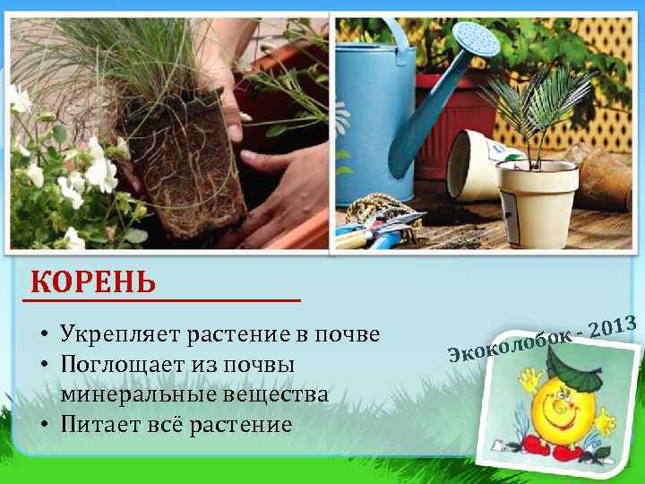 КОРЕНЬ • Укрепляет растение в почве • Поглощает из почвы минеральные вещества • Питает