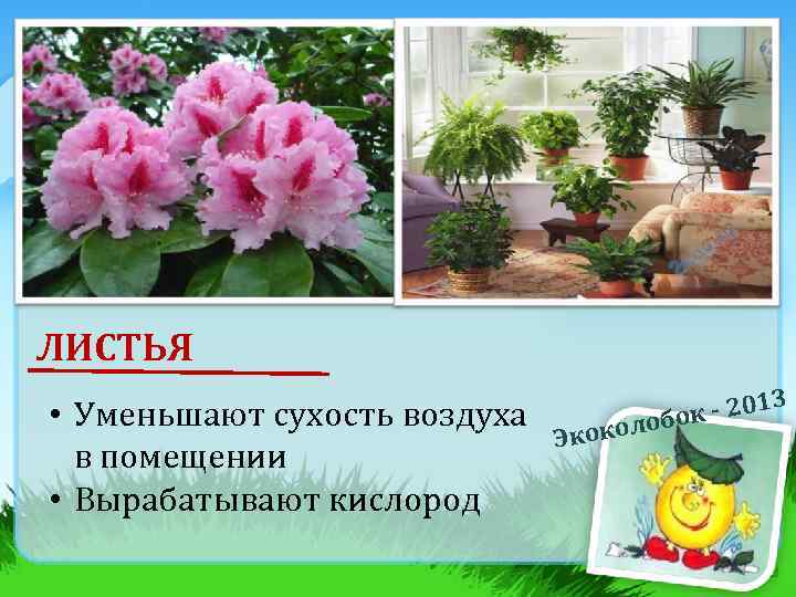 ЛИСТЬЯ • Уменьшают сухость воздуха в помещении • Вырабатывают кислород Эко к - 201