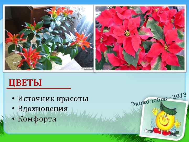 ЦВЕТЫ • Источник красоты • Вдохновения • Комфорта Эко к - 201 о колоб