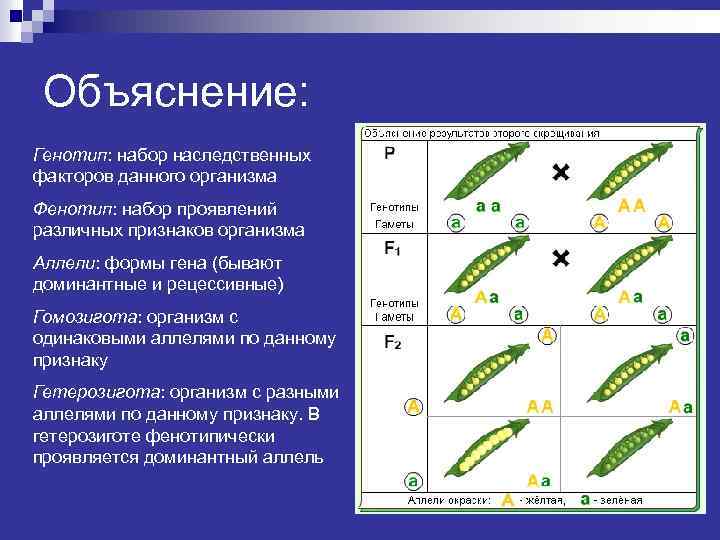 Объяснение: Генотип: набор наследственных факторов данного организма Фенотип: набор проявлений различных признаков организма Аллели: