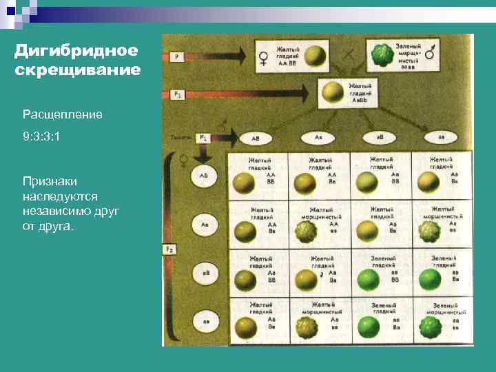 Дигибридное скрещивание Расщепление 9: 3: 3: 1 Признаки наследуются независимо друг от друга. 