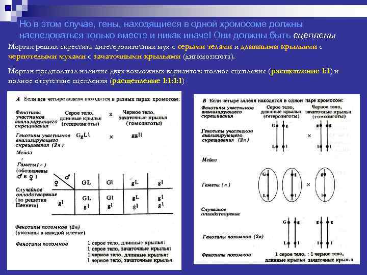 Но в этом случае, гены, находящиеся в одной хромосоме должны наследоваться только вместе и