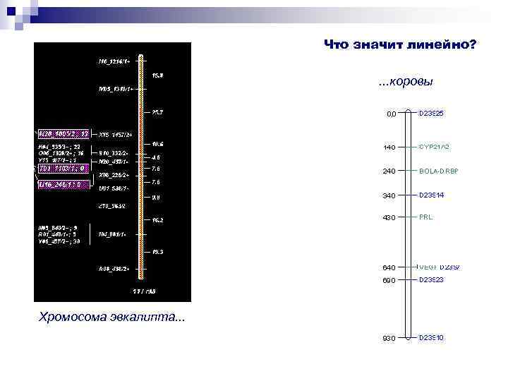 Что значит линейно? . . . коровы Хромосома эвкалипта. . . 