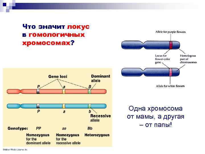 Что значит локус в гомологичных хромосомах? Одна хромосома от мамы, а другая – от