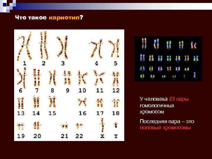 Что такое кариотип? У человека 23 пары гомологичных хромосом Последняя пара – это половые