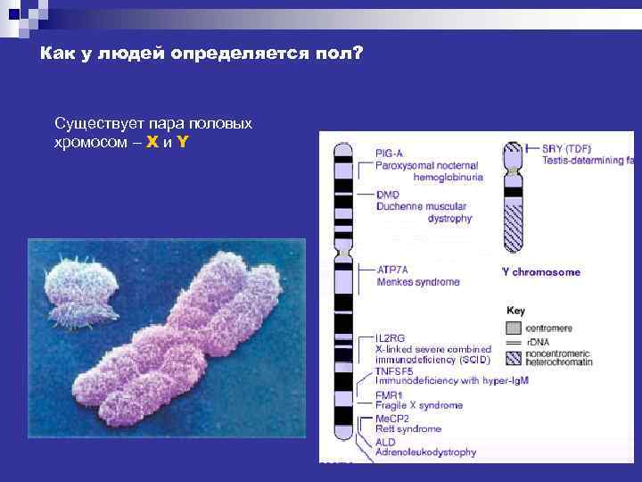 Как у людей определяется пол? Существует пара половых хромосом – X и Y 