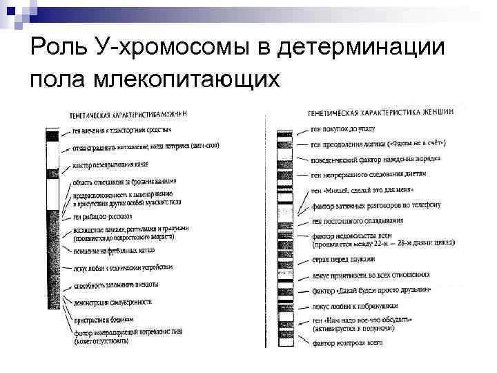 Роль У-хромосомы в детерминации пола млекопитающих 