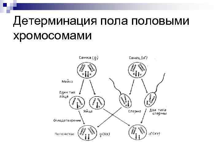 Детерминация это. Механизмы детерминации пола. Генетические механизмы детерминации пола. Механизм генетической детерминации пола у человека. Механизм генетической детерминации пола у человека схема.