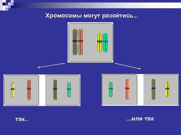 Хромосомы могут разойтись. . . так. . . или так 