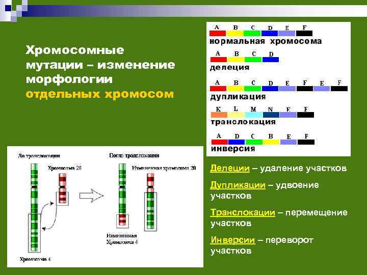 Хромосомные мутации – изменение морфологии отдельных хромосом Делеции – удаление участков Дупликации – удвоение