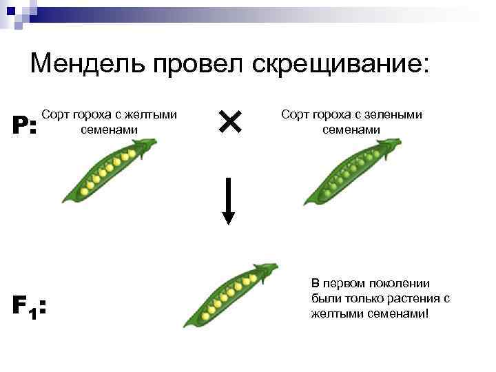 Мендель провел скрещивание: P: Сорт гороха с желтыми семенами F 1: Сорт гороха с