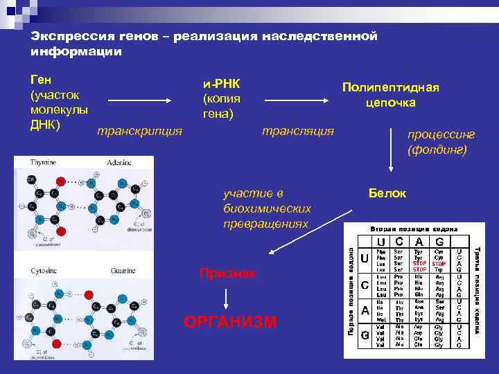 Экспрессия генов – реализация наследственной информации Ген (участок молекулы ДНК) транскрипция и-РНК (копия гена)