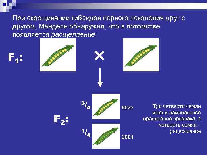 При скрещивании гибридов первого поколения друг с другом, Мендель обнаружил, что в потомстве появляется